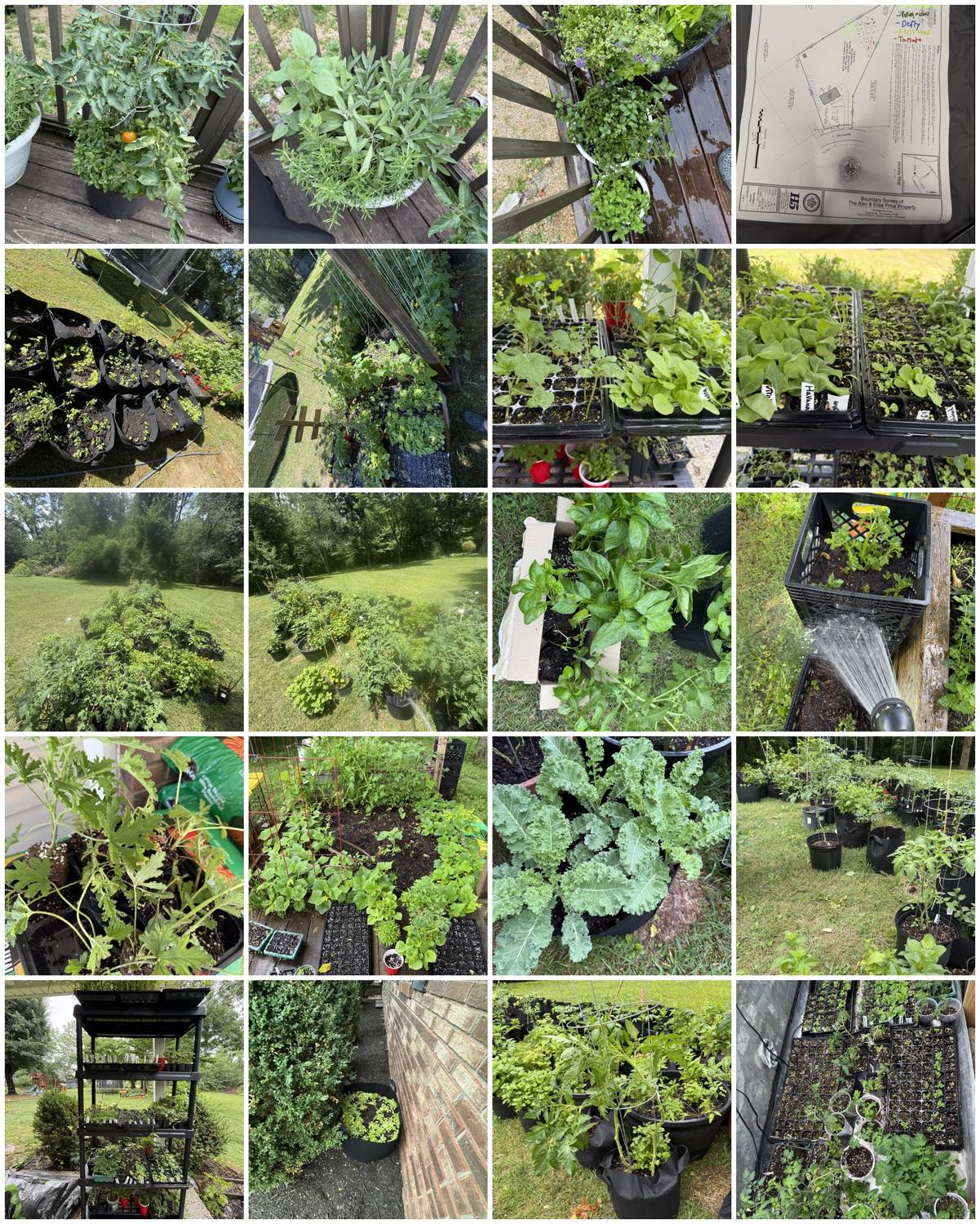 Collage of raised bed plantings