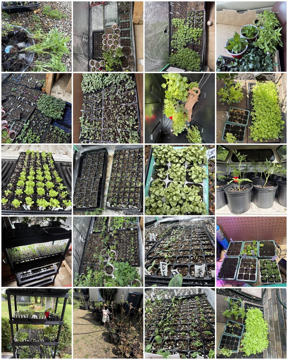 Collage of seed starts