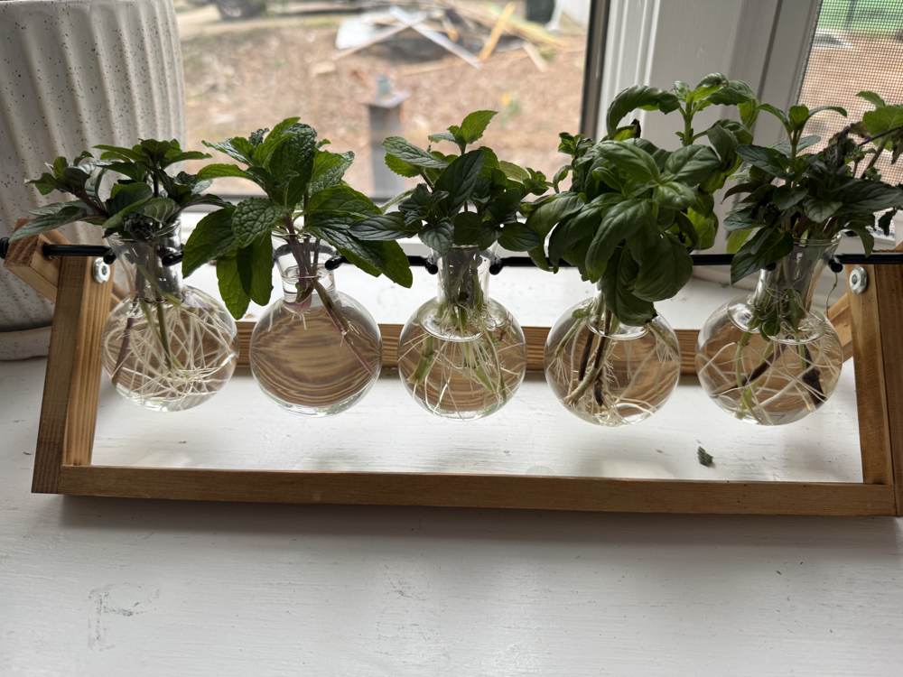 Cuttings rooting in water on a windowsill