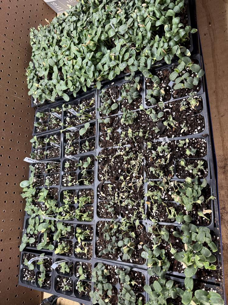 Mid April farm progress