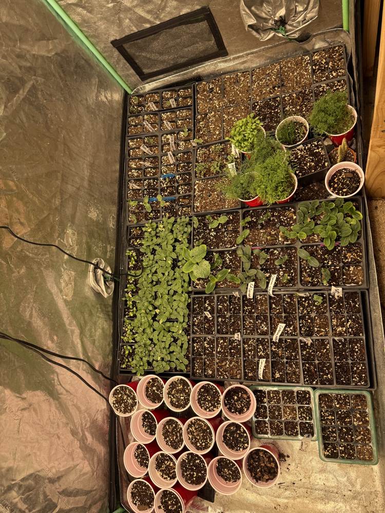 Mid April plantings