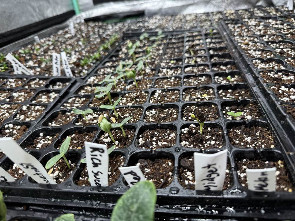 Late April plantings