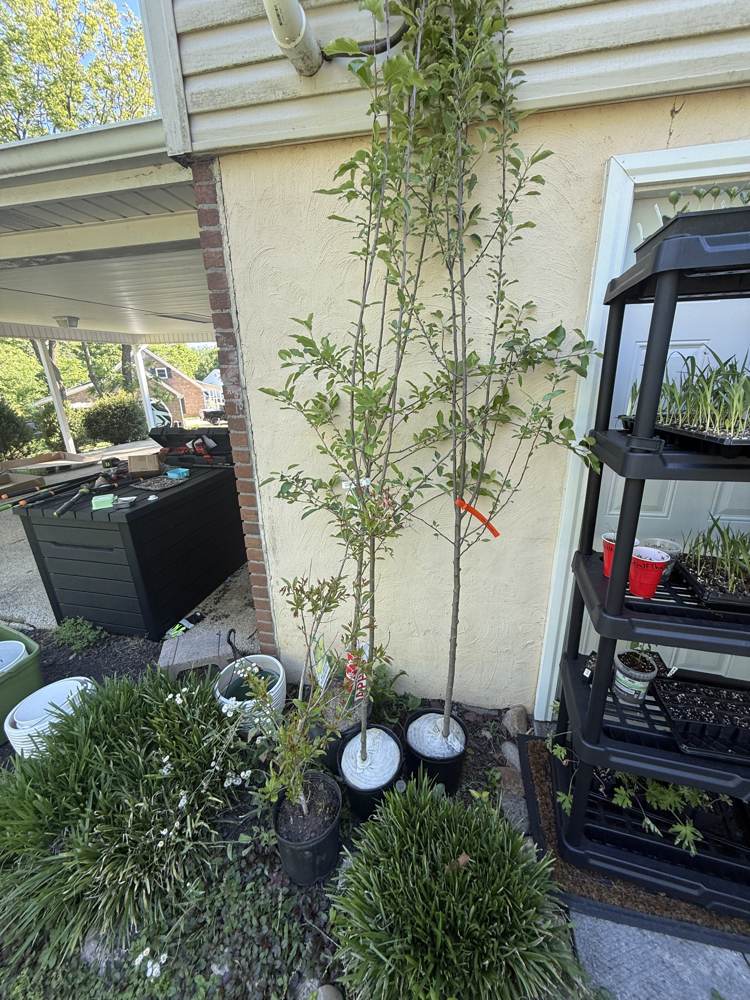 Early May plantings