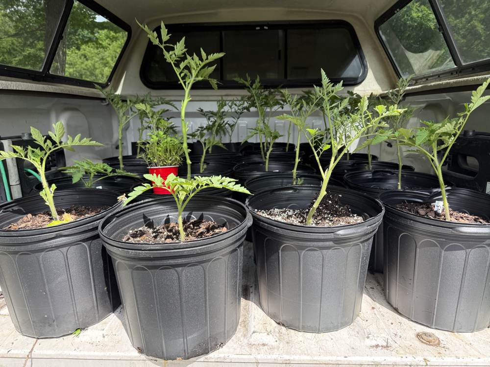 Mid May plantings