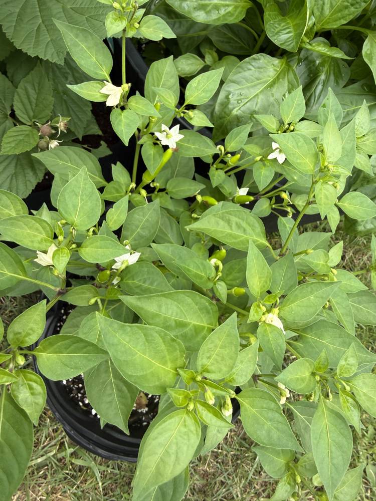 Late May farm progress