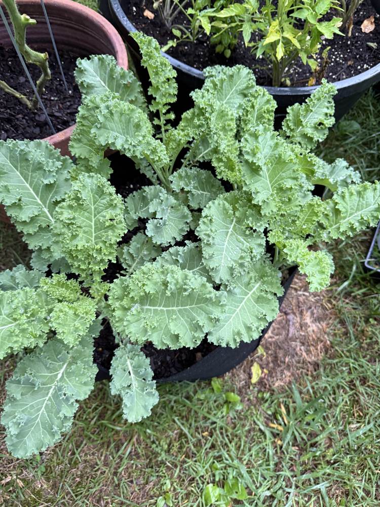 Late May plantings