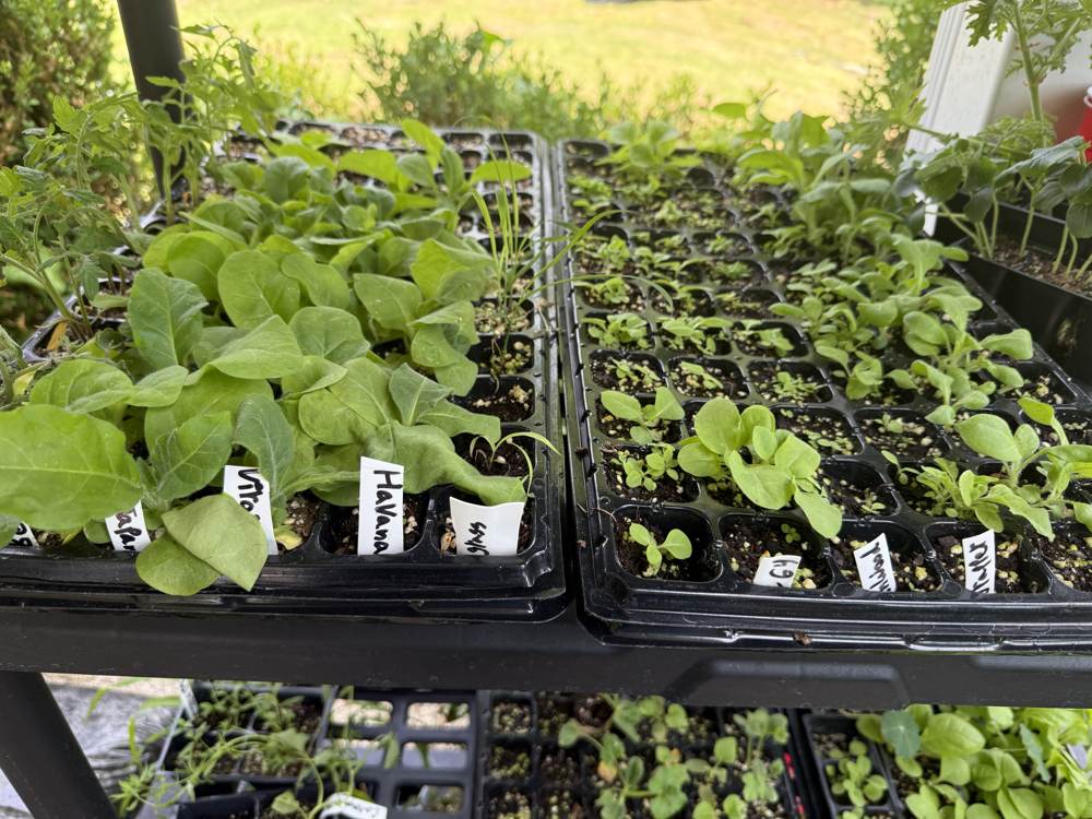 Late May plantings
