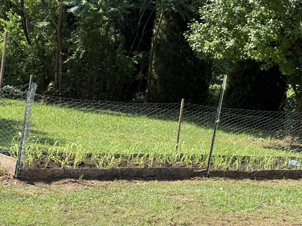 Early June farm progress
