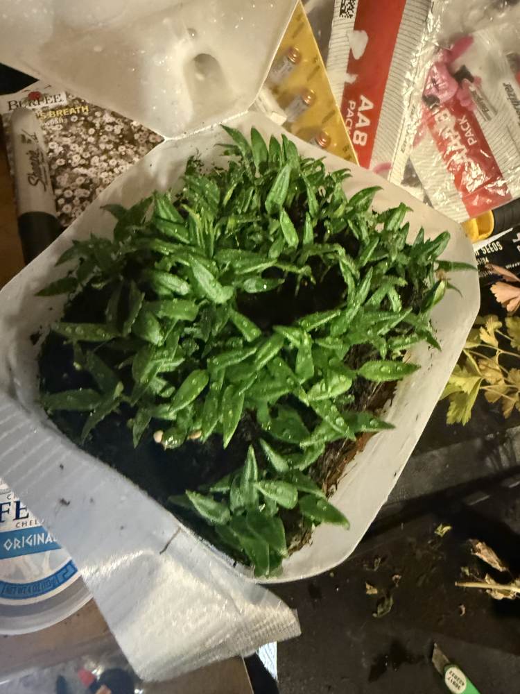 Late February seedling start