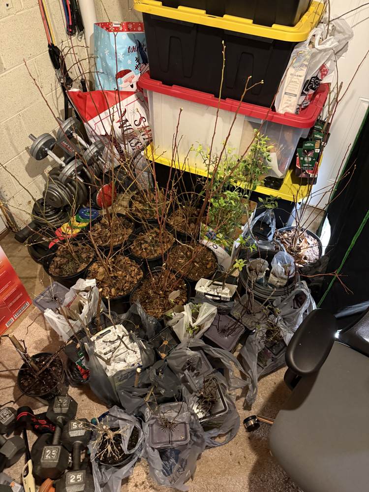 Bare-root starts staged before planting