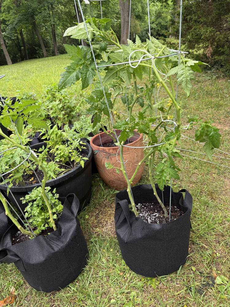 Late May plantings