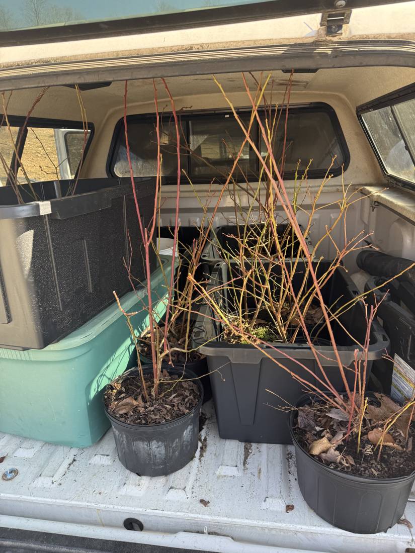 Bare-root fruit trees and canes loaded in the truck bed