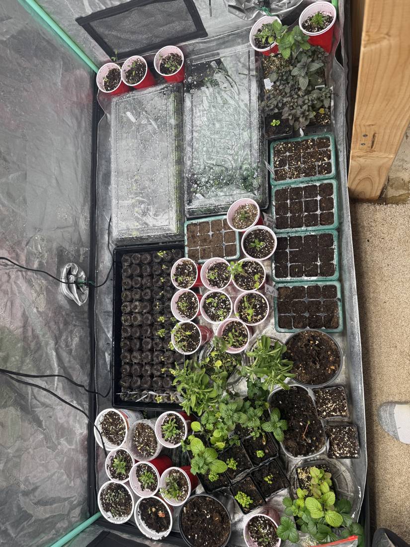Rows of seed trays and pots inside a grow tent
