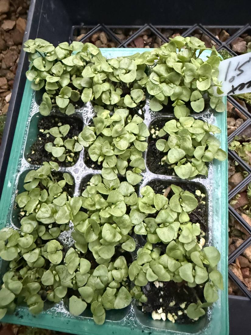 A tray of leafy greens filling in
