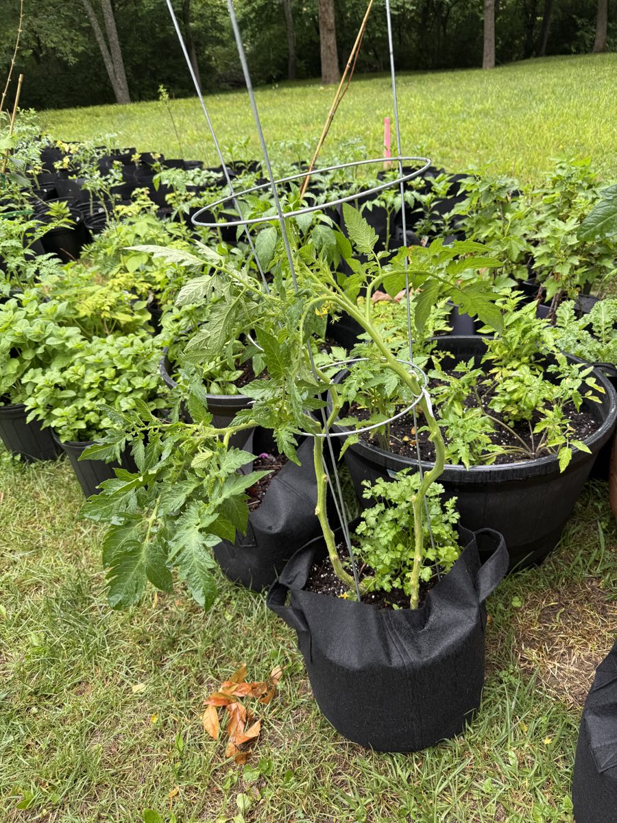 A staked tomato plant in a grow bag surrounded by rows of potted herbs and vegetables