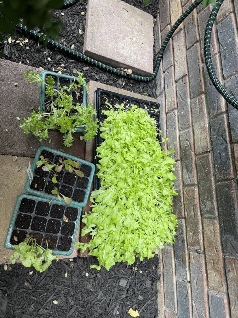 A tray of starts set out on the patio