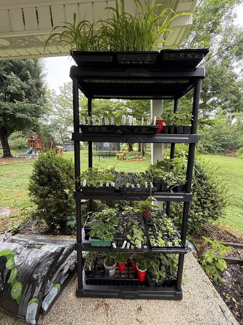 A tiered grow shelving unit on the patio, filled with starts