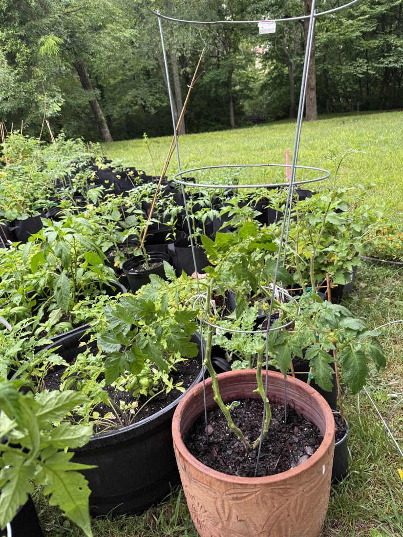 Staked tomato plants in pots along a row of containers