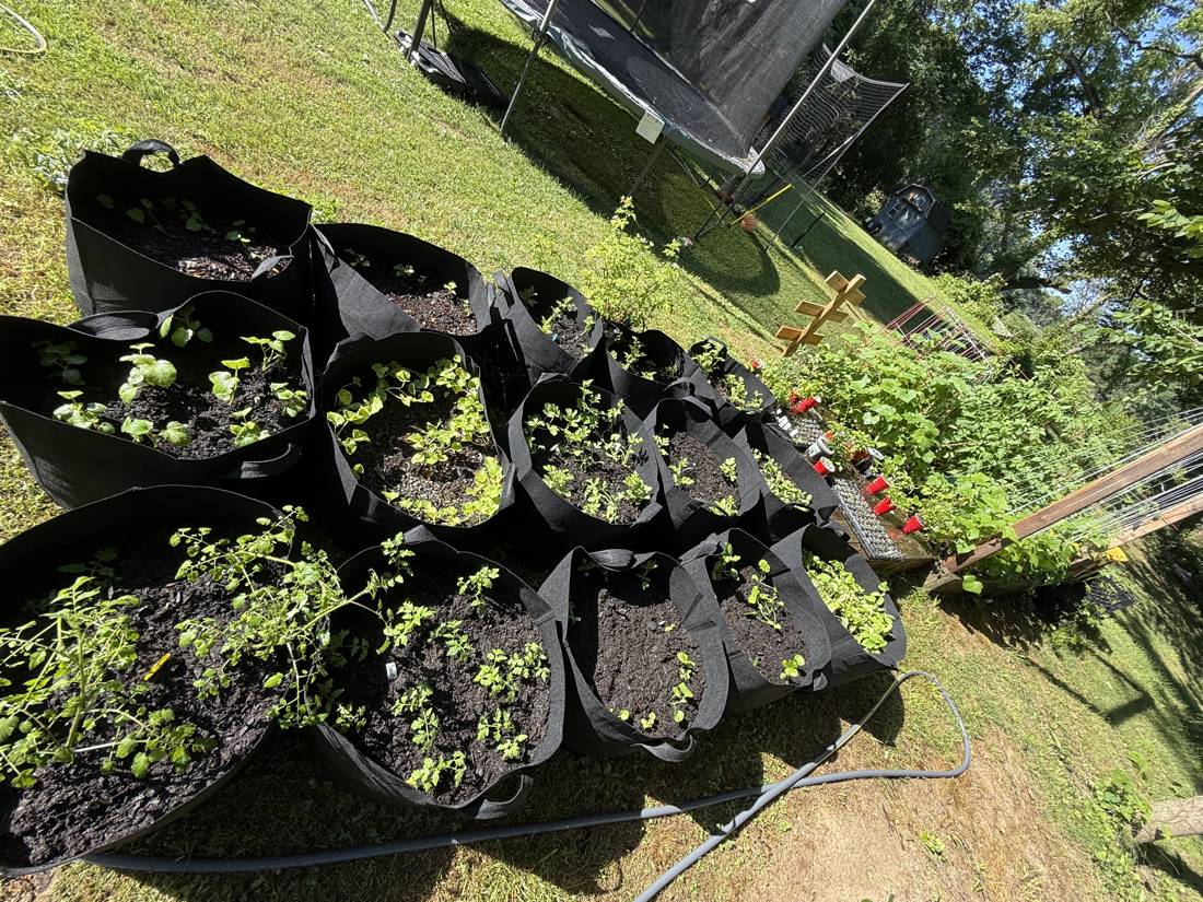 Rows of black fabric grow bags across the yard