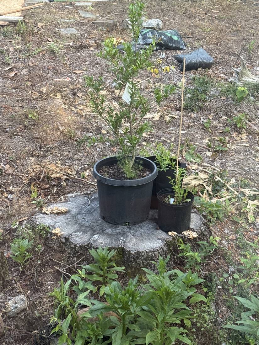 A newly potted tree set on an old tree stump in the yard